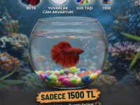 Kampanya BETA BALIĞI (aynı gün adrese teslim)