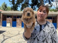 Golden Retriever yavrularımız