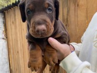 Blue Siyah Kızıl Doberman Yavrularımız