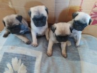 Pug köpeği yavrularımız
