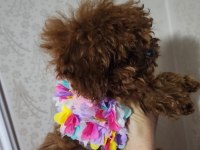 Toy poodle 6 aylık köpeğimiz