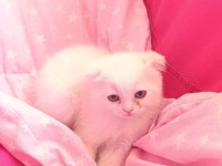 Scottish Fold Yavrular
