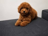 4 Buçuk Aylık Dişi Orjinal Toy Boyut Poodle