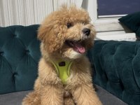 Adı Karamel 6 aylık maltipoo