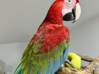KIRMIZI MACAW ARA PAPAĞANLARI
