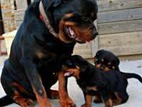 Irk Ve Sağlık Garantili Rottweiler Bebekler