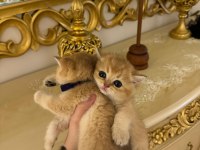 Ny 12 golden cinsi scottish fold yavrularımız