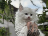Kar oğlan maine coon