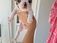 Fransız bulldog bebekler