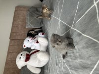 Yavru scottish fold kedimizi sahiplendirme