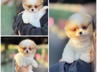 Pomeranian Ayıcık Yüz Minyatür Boyut