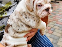 ÜST DÜZEY İNGİLİZ BULLDOG YAVRULAR