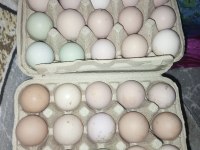 Görseldeki cinslere ait kuluçkalık Yumurta bulunur