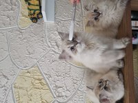 Yavru bebekler british longhair