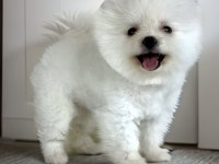 KAR BEYAZ AYI SURAT POMERANİAN BOO ERKEK YAVRU