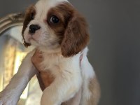 Ev ortamından safkan cavalier king charles yavrular