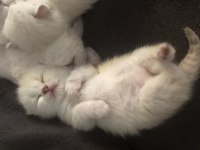 Scottish Fold-British Longhair Yavrularımız