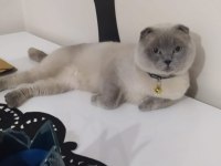 Yeni Yuvasını Arayan Eğitimli Son 2 Bebek