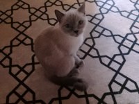 18 aylık 2 kedim sağlık nedeniyle sahiplendirilecektir