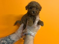 IRK VE SAĞLIK GARANTİLİ TOY POODLE YAVRULARIMIZ