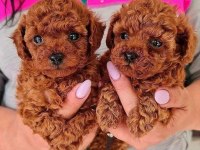 Kg garantili toy poodle yavrular her yere gönderilir
