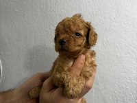 Toy poodle yavrular ırk sağlık garantili