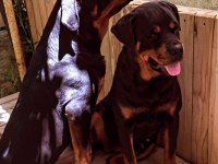 Rottweiler erkek baba oğul