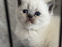 British ve scottish blue point longhair yavrularım mevcut