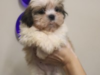 Safkan Shih Tzu Yavruları Sahiplendirme Aşılı