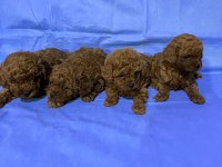 2 dişi ve 2 erkek Toy Poodle Yavruları