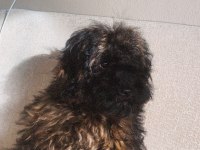 Maltipoo evcil oyuncu köpeğimiz