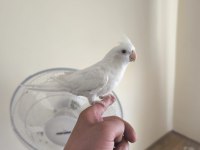 Sevgi Pıtırcığı Sultan Papağanı