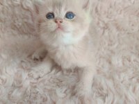 Golden british shorthair kızlar serisi