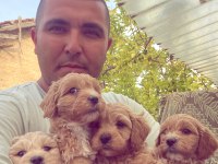 16 Yıllık Tecrübe Orjinal Maltipoo Köpekler