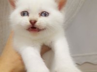 3 dişi bebek 1 i Fold 2 si dik kulak 32 günlük scottish fold