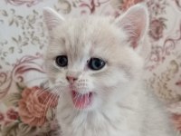 3 aylık erkek oyuncu british shorthair gold