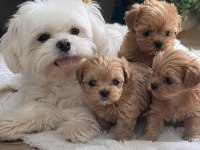 0 Beden Maltipoo Yavruları (Özel dizayn)
