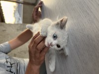 İki aylık dişi van kedisi