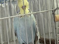 Yavru Ele Alışlın Şhow Jumbo Erkek Muhabbet Kuşu