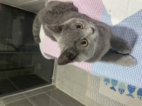 4 aylık british shorthair kedimiz çok akıllı ve uysaldır