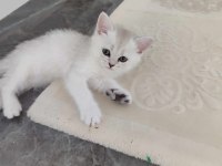 BRİTİSH YAVRULAR