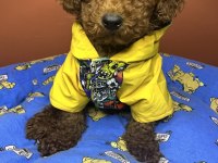 3 aylık toy poodle yavrumuz