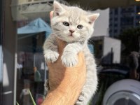Dünyalar Güzeli Minik Kediler