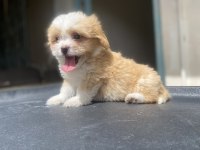 Süper Maltipoo yavrular