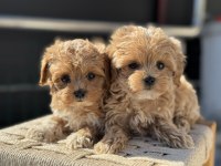 Petmode köpek çiftliğinde ziyarete açık kore maltipoo