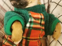 Çok güzel her eğitimi olan aile dostu pugmix