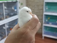 2024 doğumlu hazır erkek gloster kanarya