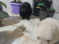 Pomeranian Boo Köpeğimiz