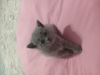 Minik british shorthair yavrumuz sahiplendiriyoruz