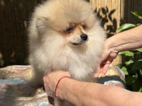 Saf kan Pomeranian boo erkek